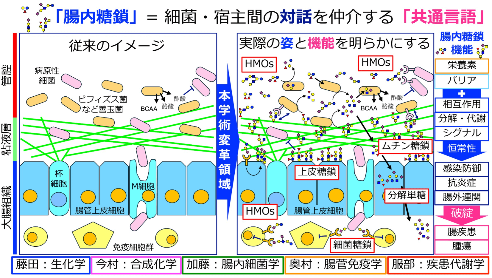 腸内糖鎖